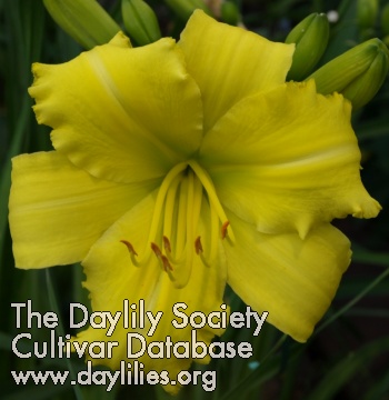 Daylily Earlybird Butter Sculpture